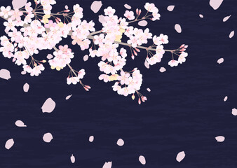 夜空を見上げた、落ち着いた雰囲気の桜の背景イラスト
