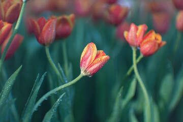 Fresh flowering tulips in springtime garden, beautiful early tulip