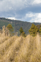 landscape with mountains, blue sky and wheat or dry grass