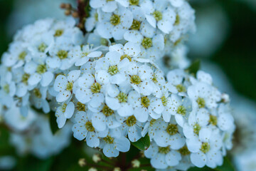 アイコデマリの花