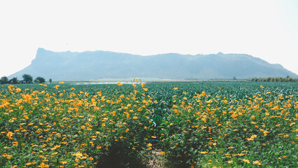 Field of flowers in the middle of the mountain