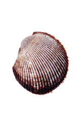 Scapharca subcrenata on white background 