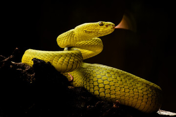 Yellow pit viper, poisonous snake