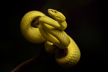 Yellow pit viper, beautifull snake but Dangerous