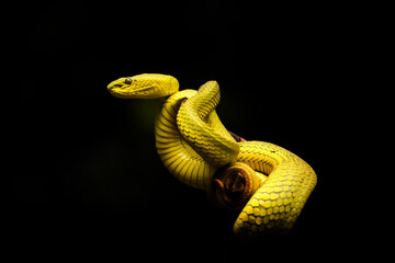 Yellow pit viper