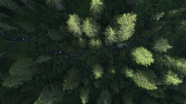 Dolomites fly over forest 2