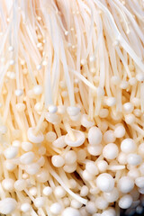 Obraz premium needle mushroom background