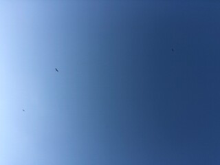 Seagull flying far away in the sky