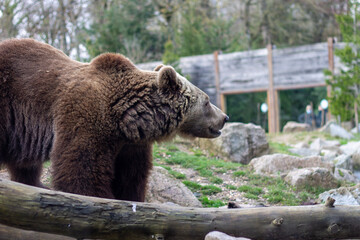 L'ours brun au zoo en france