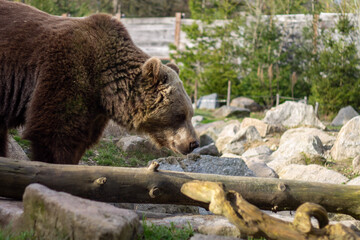 Fototapeta na wymiar L'ours brun au zoo en france