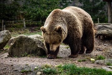 Fototapeta premium L'ours brun au zoo en france