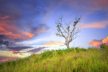 Fototapeta premium sunset over the field