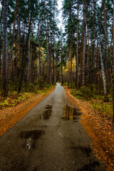 Naklejka premium Walking through the autumn forest on a quiet day.