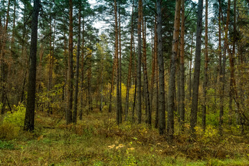 Fototapeta na wymiar Trunks of trees in a dense forest.