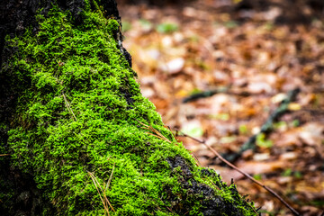An old stump covered with moss in the autumn woods.