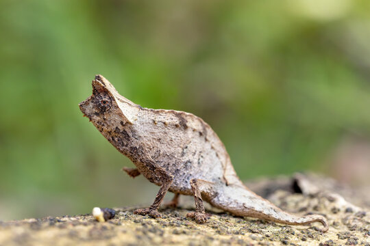 Perinet leaf chameleon (Brookesia theresieni), small lizard chameleon imitating the brown leaf in its natural habitat. Reserve Peyrieras Madagascar Exotic. Madagascar wildlife animal.