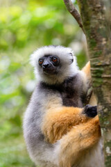 Colorful Diademed Sifaka lemur, (Propithecus diadema) Endangered endemic animal on tree in rain forest, Andasibe-Mantadia National Park- Analamazaotra, Madagascar wildlife animal.