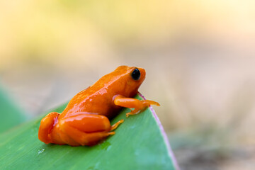 Golden mantella, (Mantella aurantiaca). Small terrestrial frog endemic to Madagascar, Reserve...
