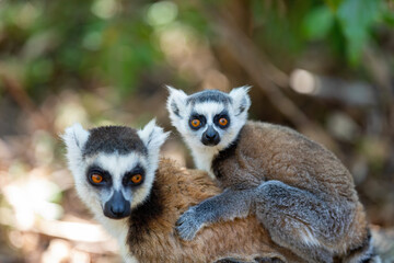 Ring-tailed lemur (Lemur catta), Mother with baby on back sitting on stone. Endangered endemic animal in Anja Comunity Reserve, Madagascar wildlife animal.