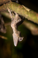 Satanic leaf-tailed gecko (Uroplatus phantasticus), eyelash leaf-tailed gecko or phantastic leaf-tailed gecko, endemic bizarre species of gecko. Ranomafana National Park, Madagascar wildlife animal.
