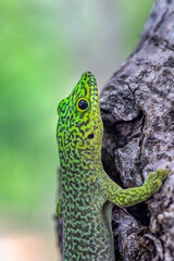 Standing's day gecko (Phelsuma standingi) is an arboreal and diurnal species of lizard in the family Gekkonidae endemic to Madagascar, Zombitse-Vohibasia National Park, Madagascar wildlife animal