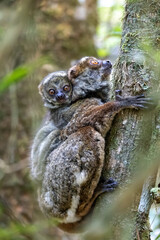 Avahi, Peyrieras' Woolly Lemur (Avahi peyrierasi), Endangered endemic animal on tree, mother with baby on back. Ranomafana National Park. Madagascar wildlife animal.