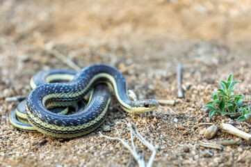 Thamnosophis lateralis, commonly known as the lateral water snake, is a endemic species of snake in the family Pseudoxyrhophiidae, Anja Comunity reserve, Madagascar wildlife animal