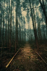 Abwaschbare Fototapete Footpath in the autumn foggy in the pine forest © luchschenF
