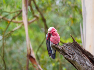 Galah Head Under Wing