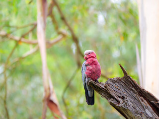 Galah Looking Right
