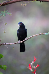 Asian Koel