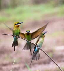 blue tailed bee eater