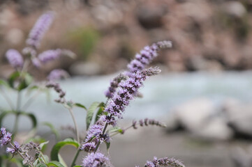 Field and water mint closeup. Kyrgyzstan mountain mint. Herbal medicine.