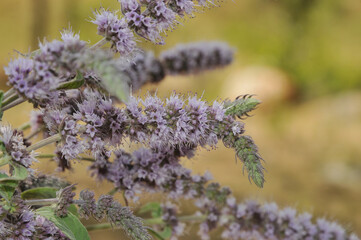 Herbal medicine. Field and water mint closeup. Kyrgyzstan mountain mint.  © Elena