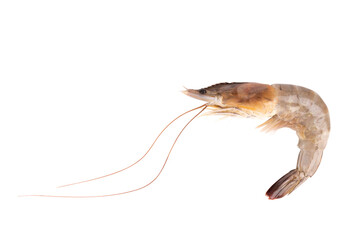 fresh shrimp cuisine food isolated on white background