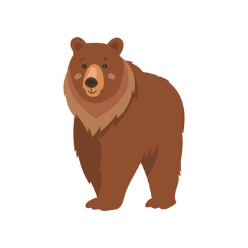 Wild brown bear cartoon character flat vector illustration. Drawing of cute comic grizzly bear standing isolated on white background. Wildlife, nature concept