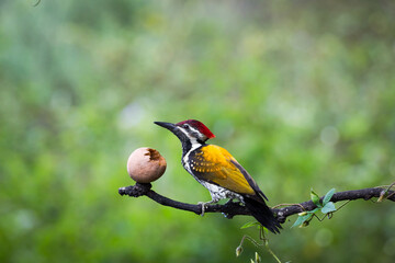 woodpecker 