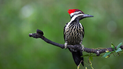 White naped woodpecker