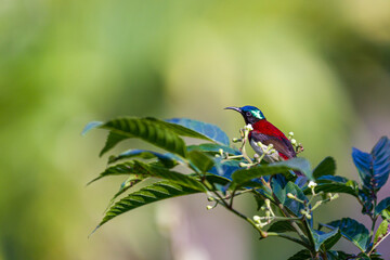 Purple rumped sunbird