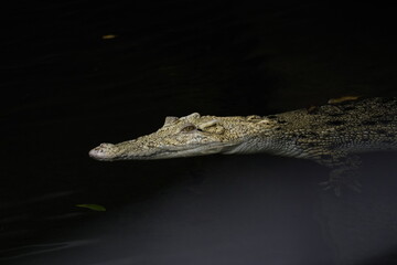 crocodile in the zoo