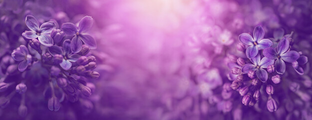 tło z fioletowymi kwiatami bzu w słońcu