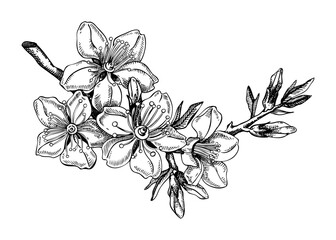 Almond blossom sketch in engraved style. Flowering branch with flowers and leaves. Black contoured floral drawing. Botanical vector illustration of spring nut tree isolated on white background