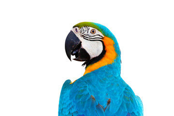 Close up of Blue and gold macaw parrot isolated on transparent background png file © Passakorn