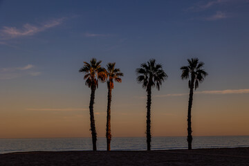 Fototapeta na wymiar seaside landscape peace and quiet sunset and four palm trees on the beach