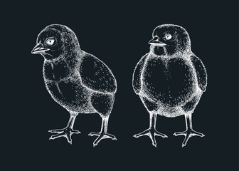Hand drawn chicken sketches set. Cute white contoured chick drawings. Little lovely feathered baby bird in engraved style. Vector illustration isolated on chalkboard