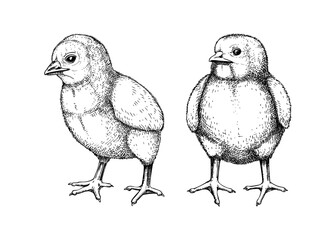 Hand drawn chicken sketches. Cute black contoured chick drawings. Little lovely feathered baby bird in engraved style. Vector illustration isolated on white background