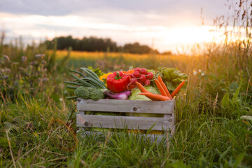 Vegetable box in front of a sunset agricultural landscape. Countryside field. Natural food, fruits...