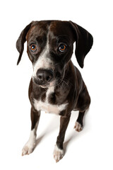 Obraz premium Dark brown cross breed dog sitting isolated on white