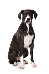 Cross breed dog sitting on white background