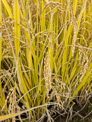 Close up to korea rice seeds in ear of paddy